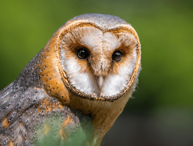 Supporting birds | Magnetic Hill Zoo